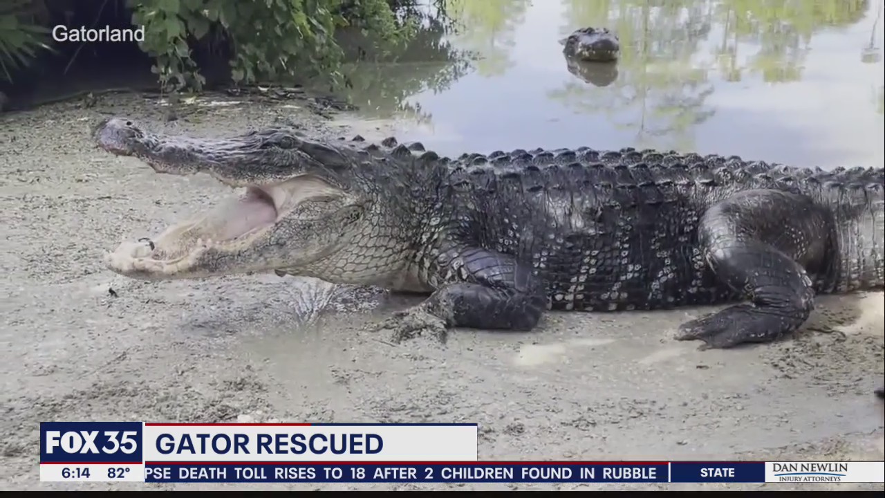 Gatorland wants you to help name their new 11-foot rescue alligator