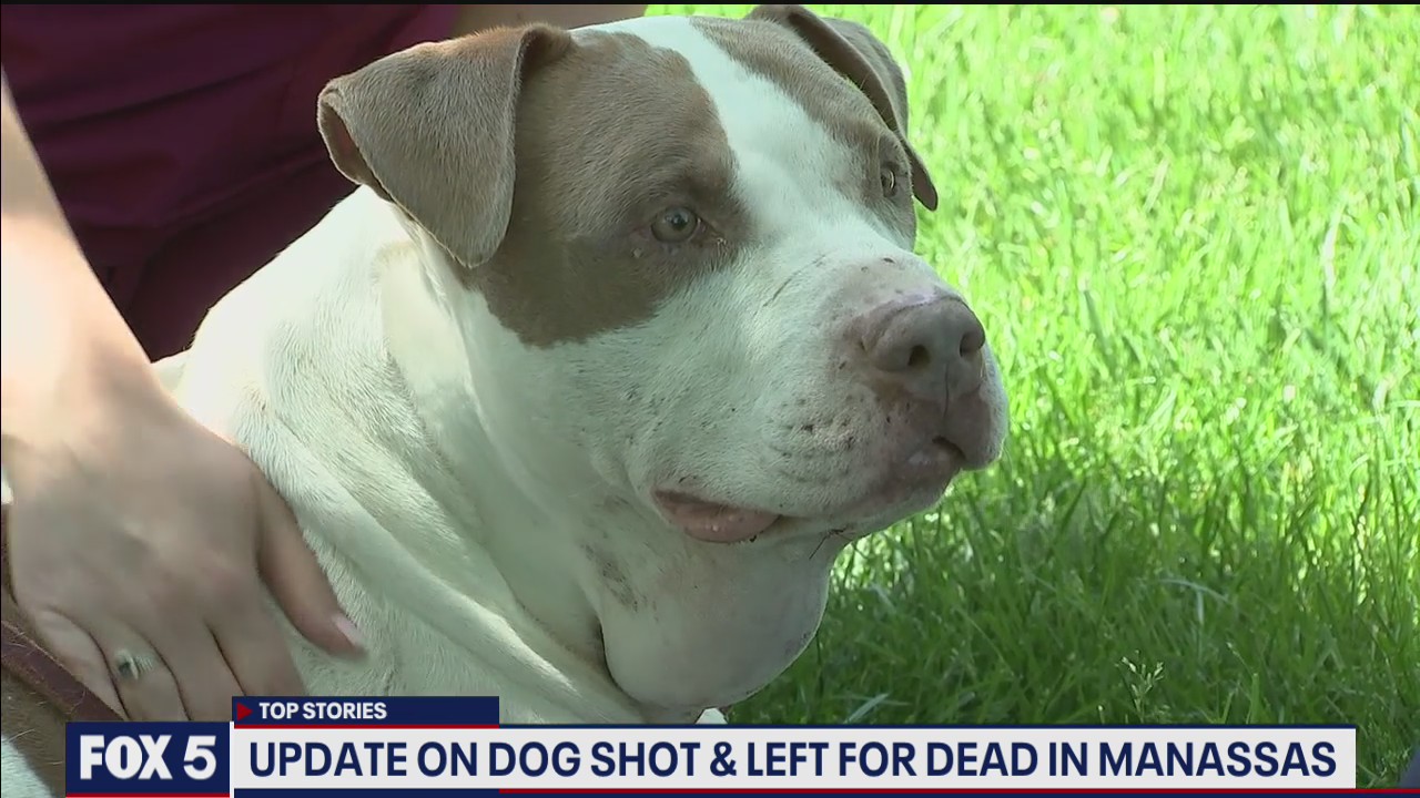 Recovery continues for dog shot, left for dead in Manassas Park