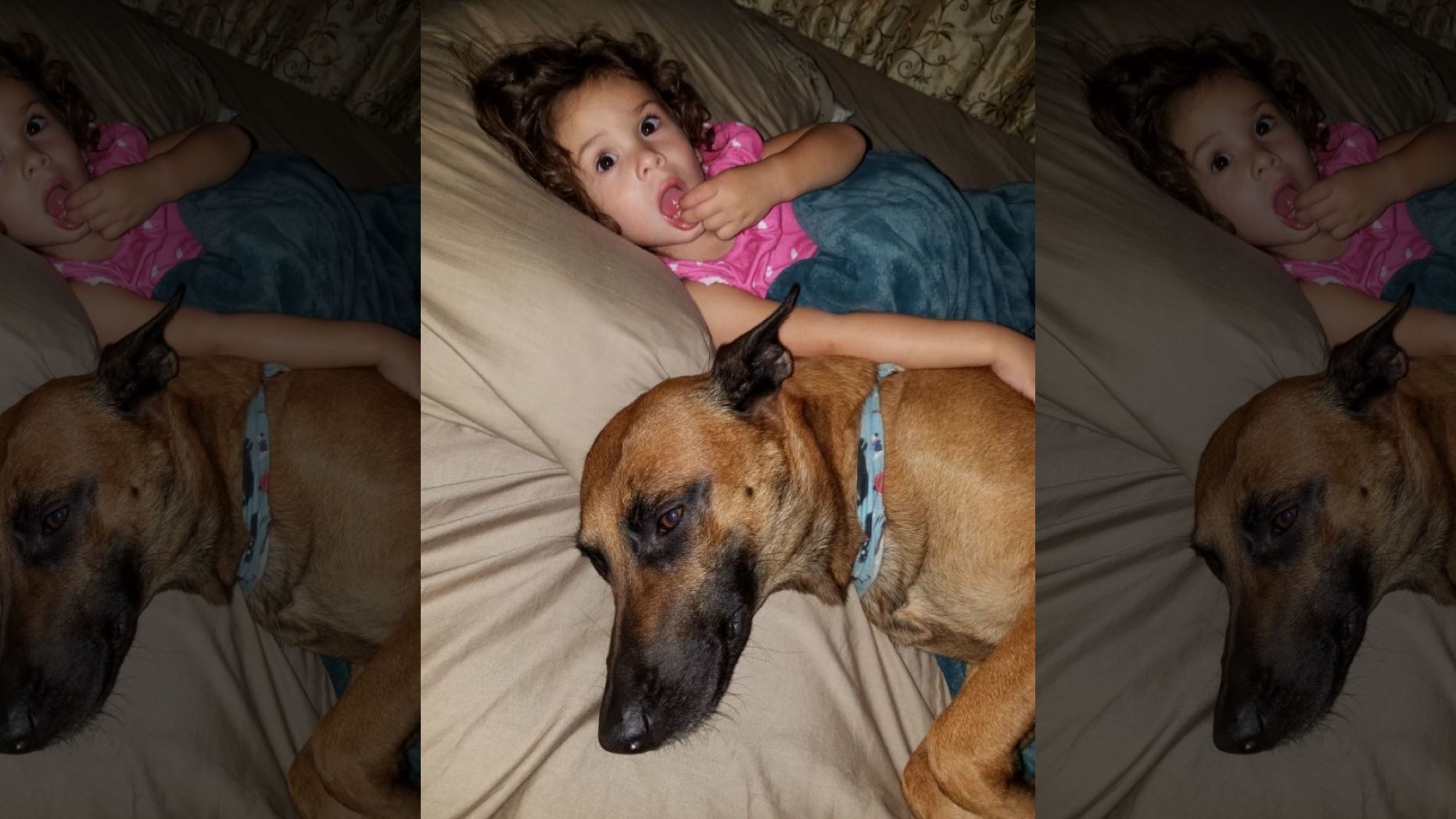 Owner claims United Airlines is responsible for dogs alleged heatstroke death
