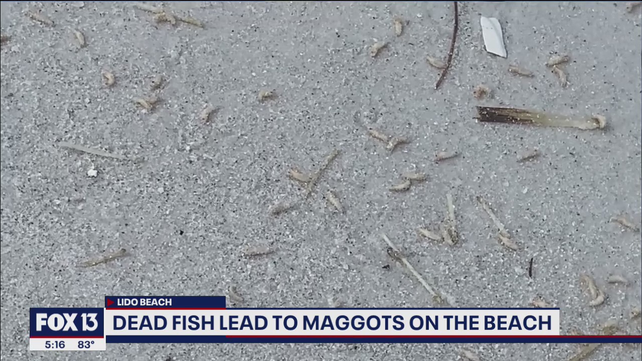 Maggots squirm along Lido Beach