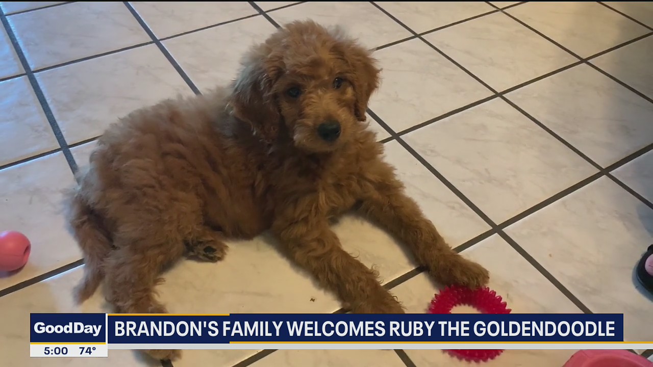 Brandon's New Puppy