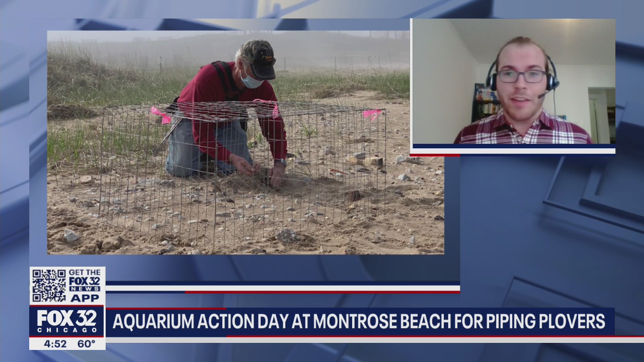 Aquarium Action Day at Montrose Beach for piping plovers