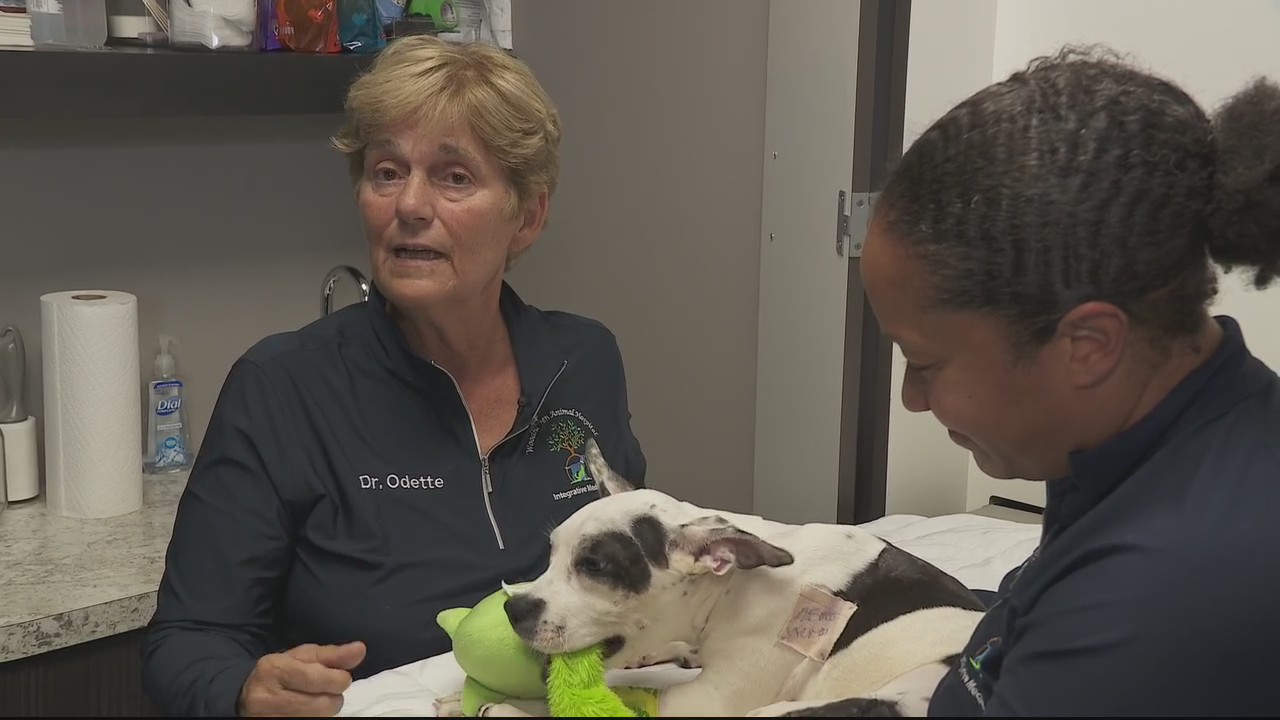 Abused puppy nursed back after being found thrown out by side of Taylor road