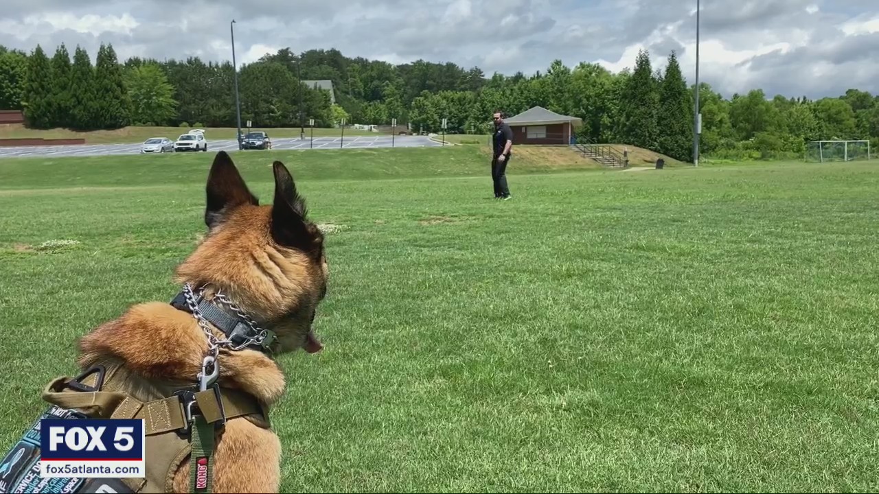 Putting service dogs to work for veterans