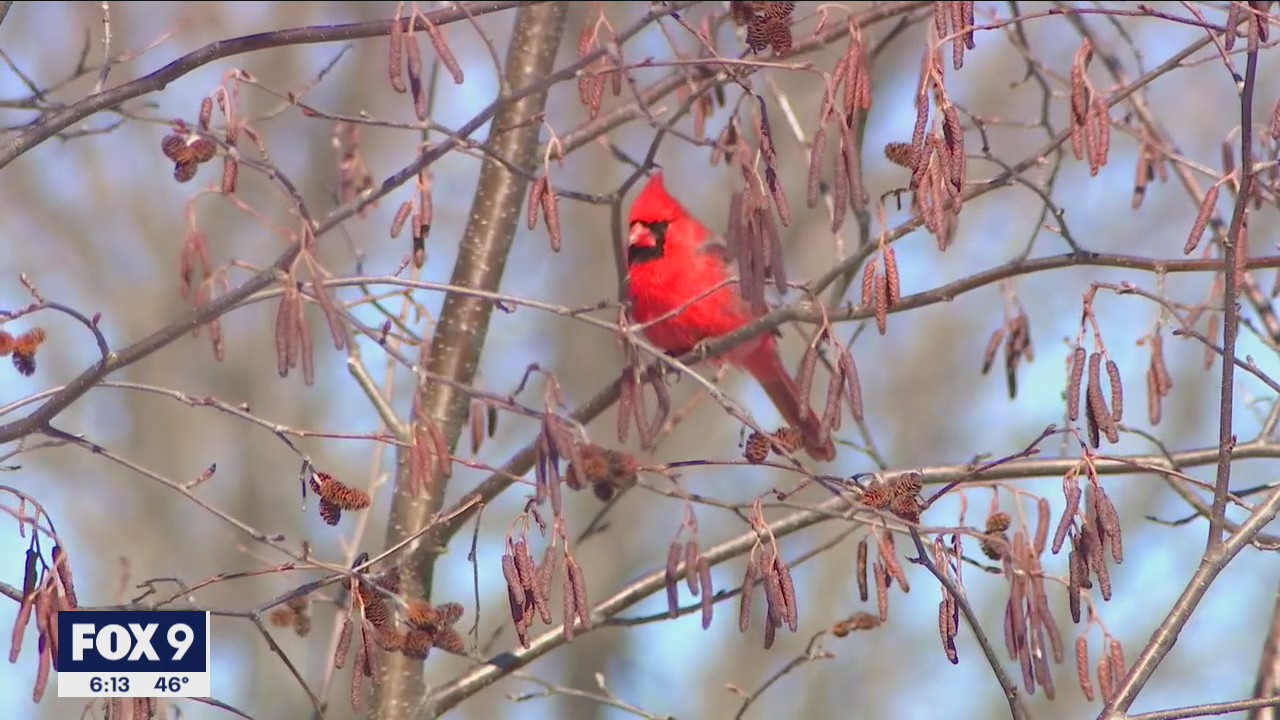 Minnesota nature showing signs of spring