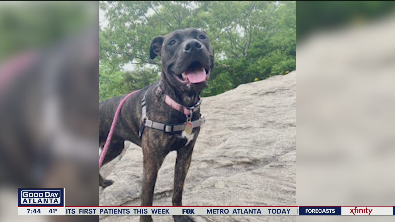Frontline workers helps animal rescue organization
