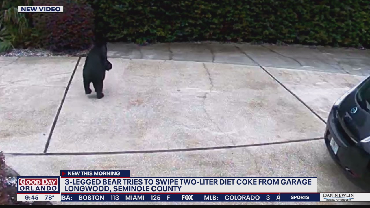 Bear tries to swipe Diet Coke from garage