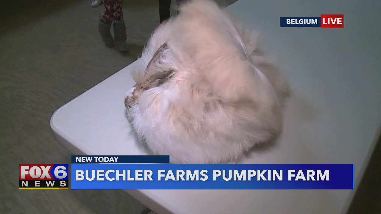 Bunnies, pumpkins and more.