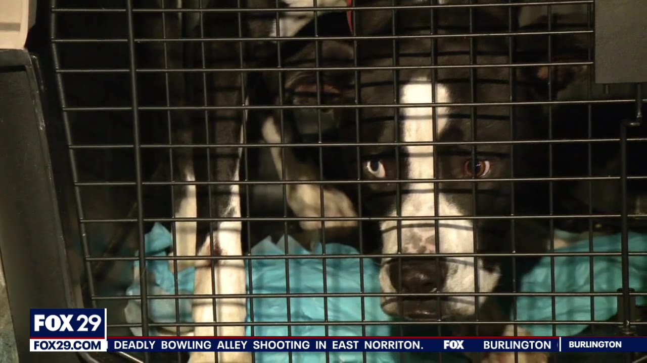 Over 100 shelter pets flown to Delaware after winter storm ravages Texas