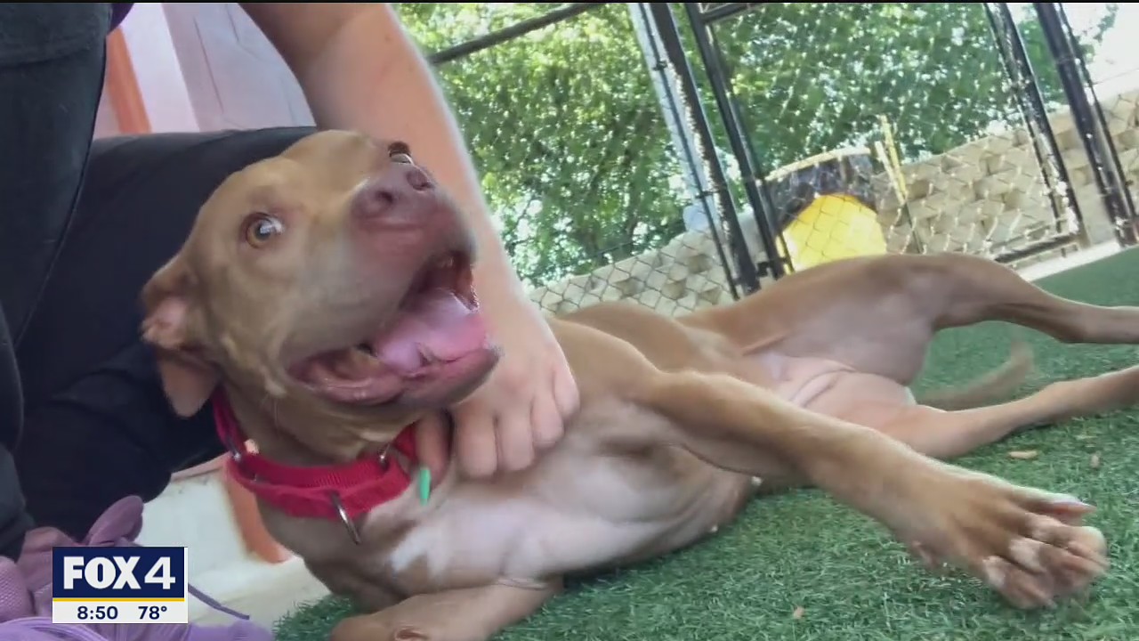 Dog of the Day: Princess