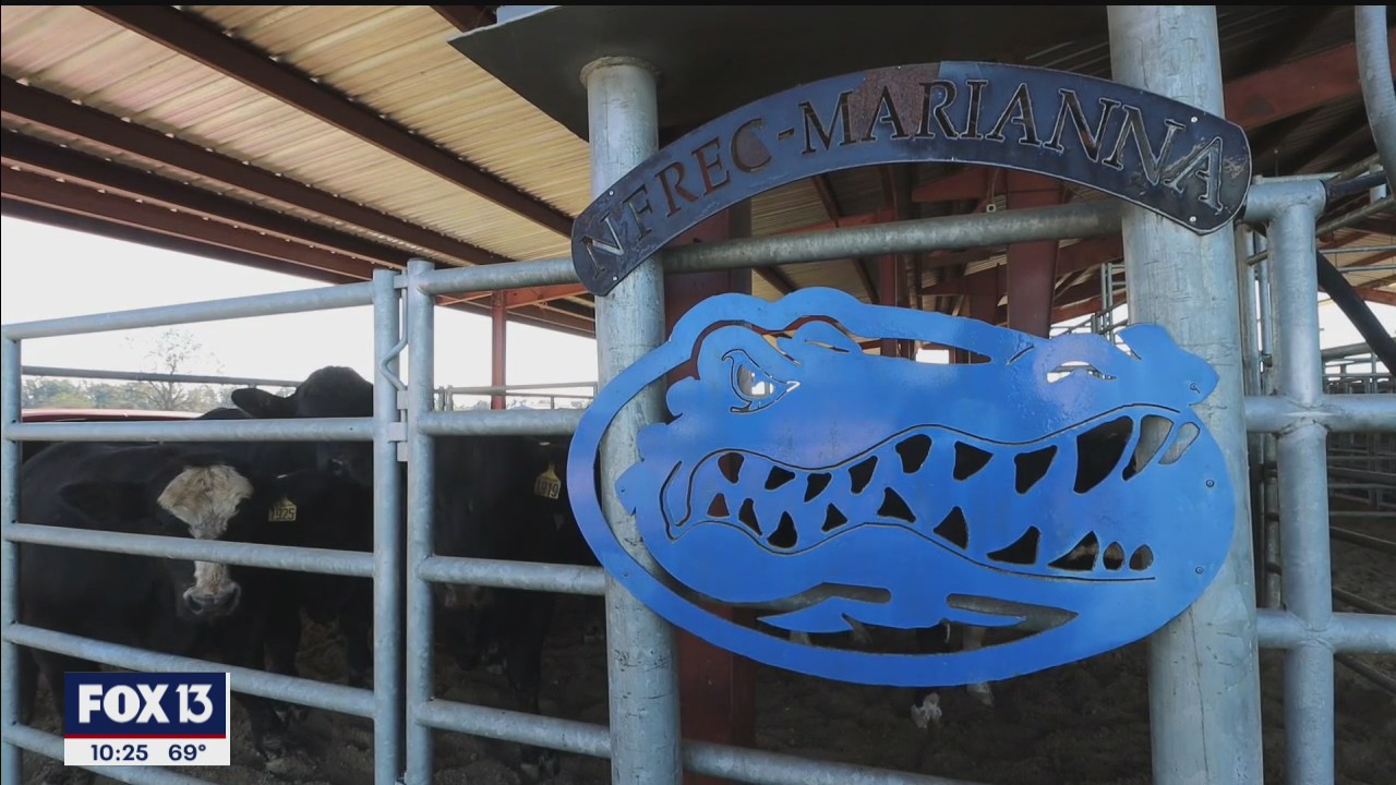 Florida scientists working to limit cow gas