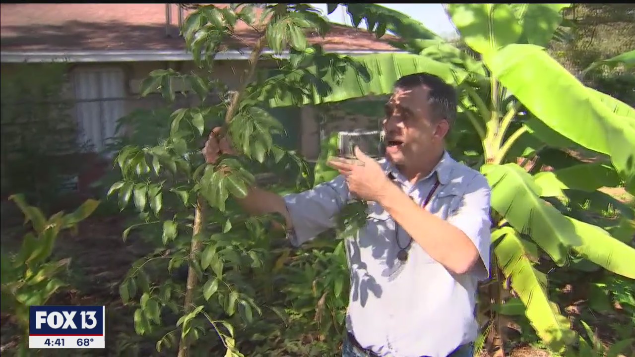 Turning your backyard into an herb garden