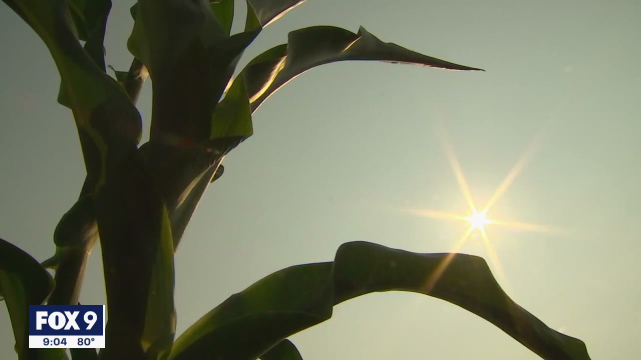 Hot and dry summer hitting Minnesota farmers hard
