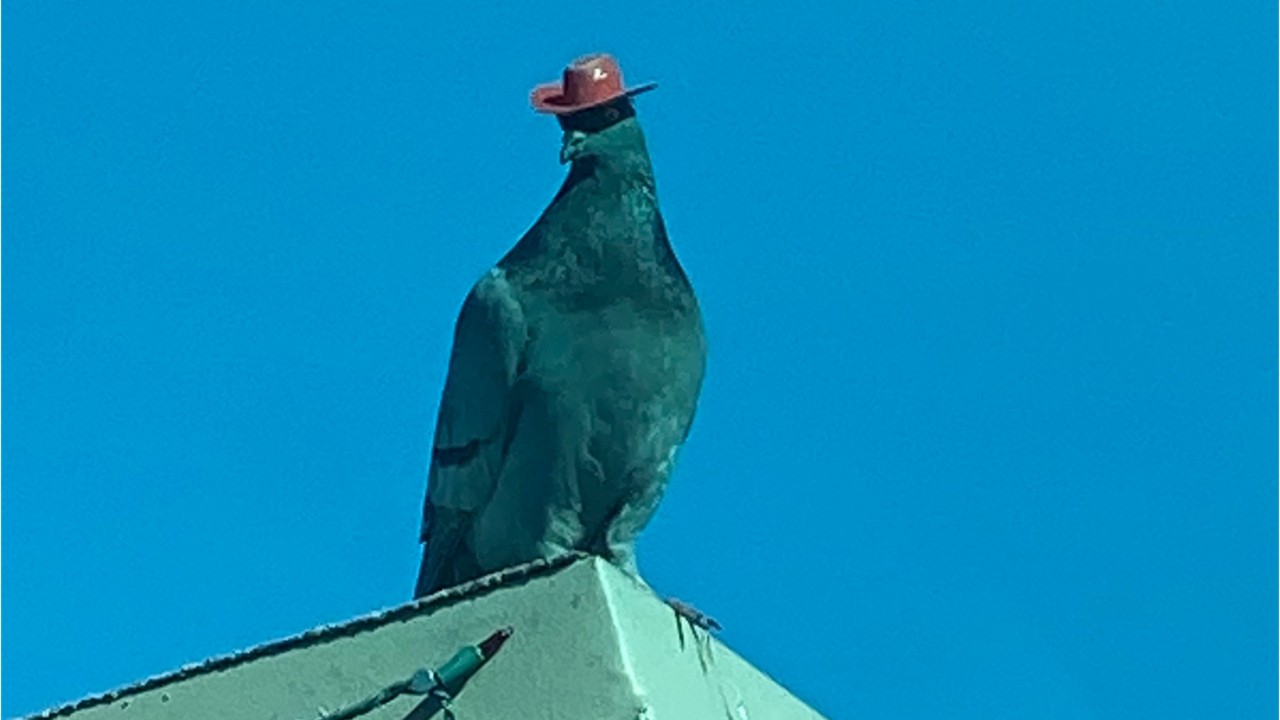 Someone is putting tiny cowboy hats on pigeons in Las Vegas