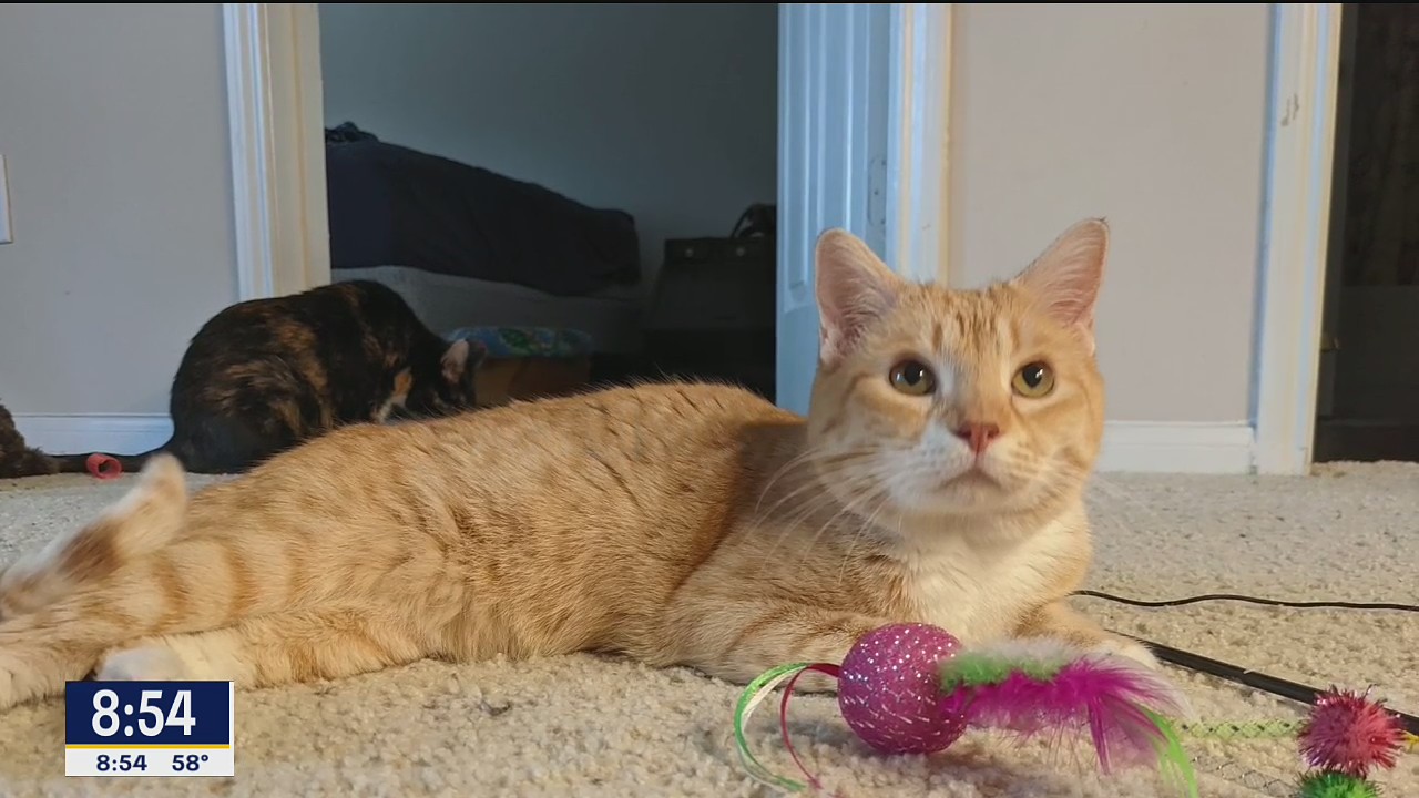 Pet of the Day: Hank