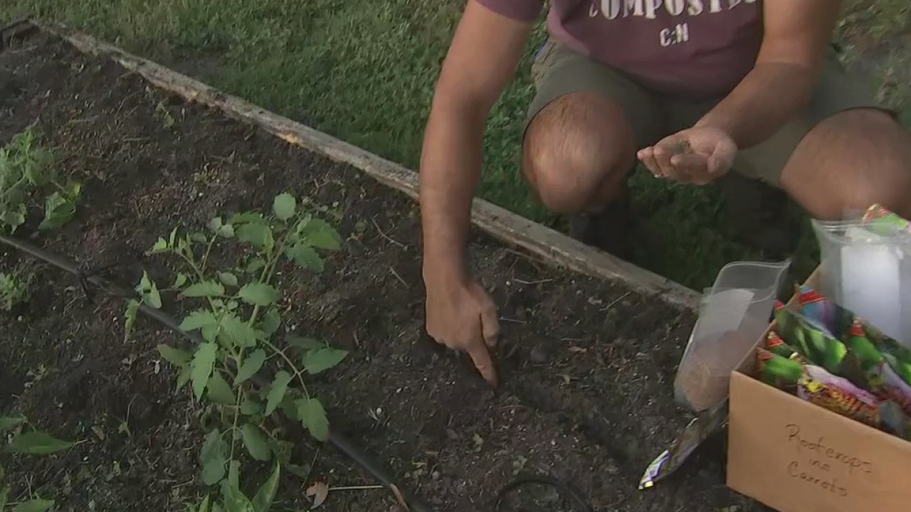 With cooler weather, it's time to plant root crops