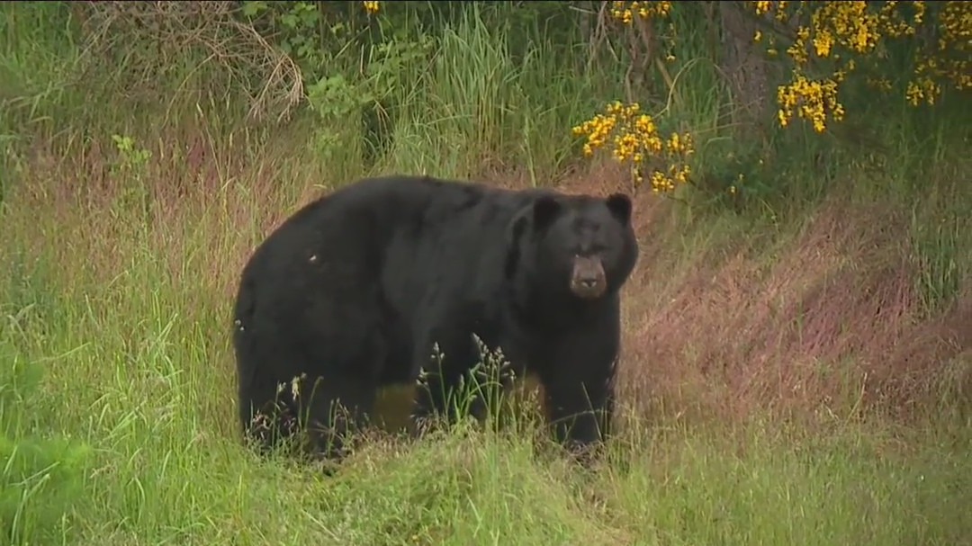 Sammamish family captures footage of black bears in backyard