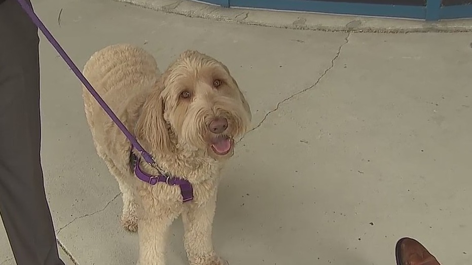 Leash training your pup