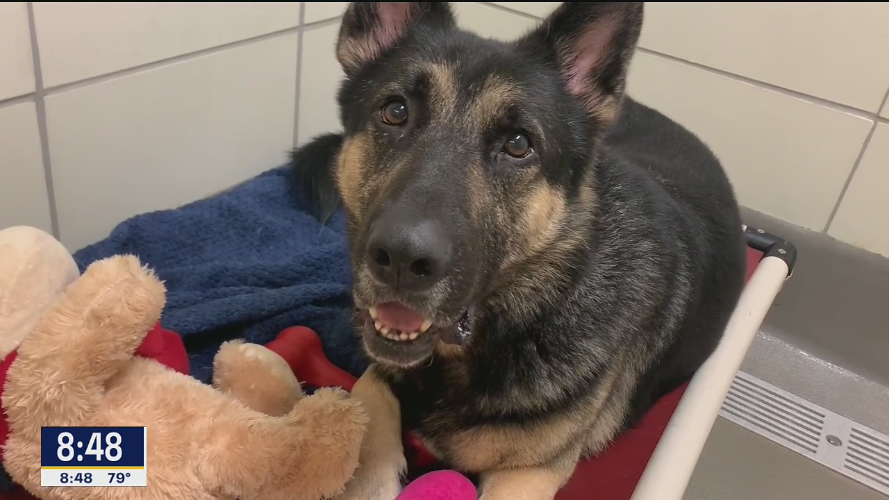 Dog of the Day: Miles