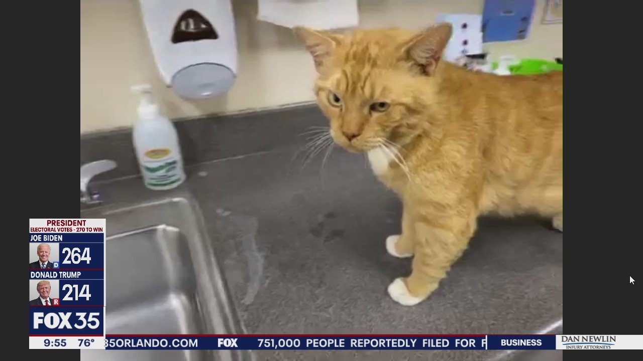 Adopt-a-pet: Cats up for adoption at Orange County Animal Services