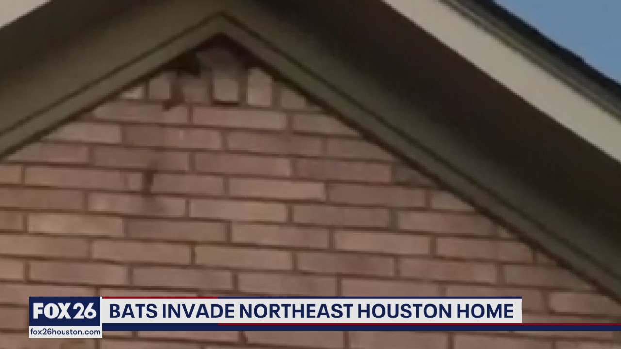 Northeast Houston home infested with Mexican freetail bats