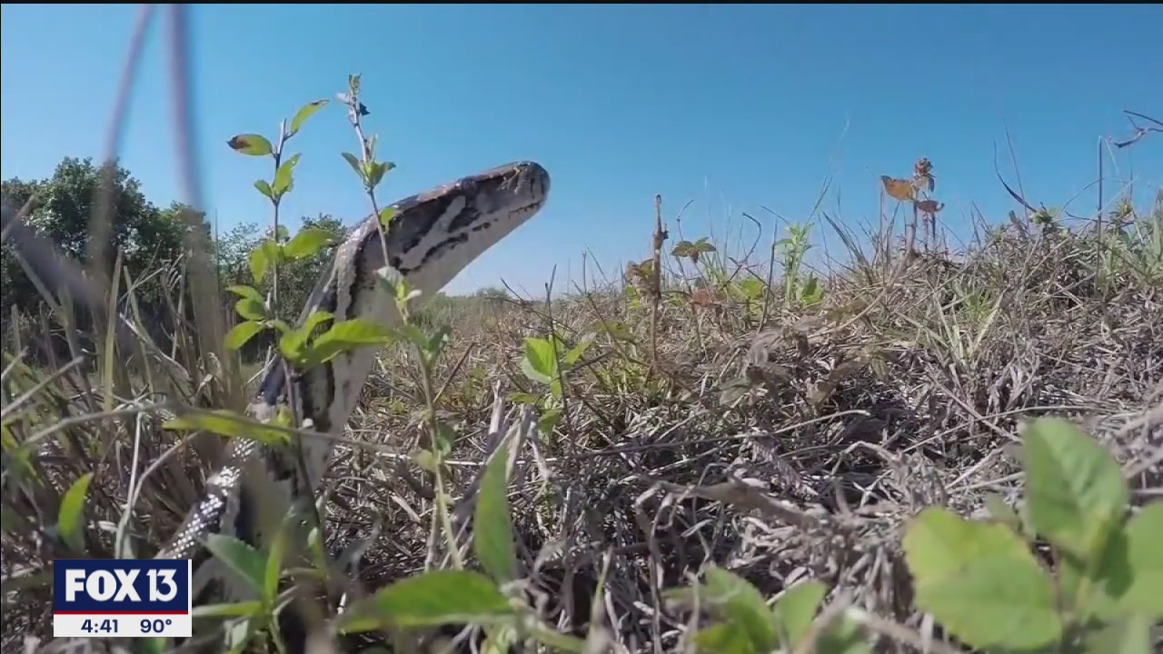 Florida kicks off yearly python hunt