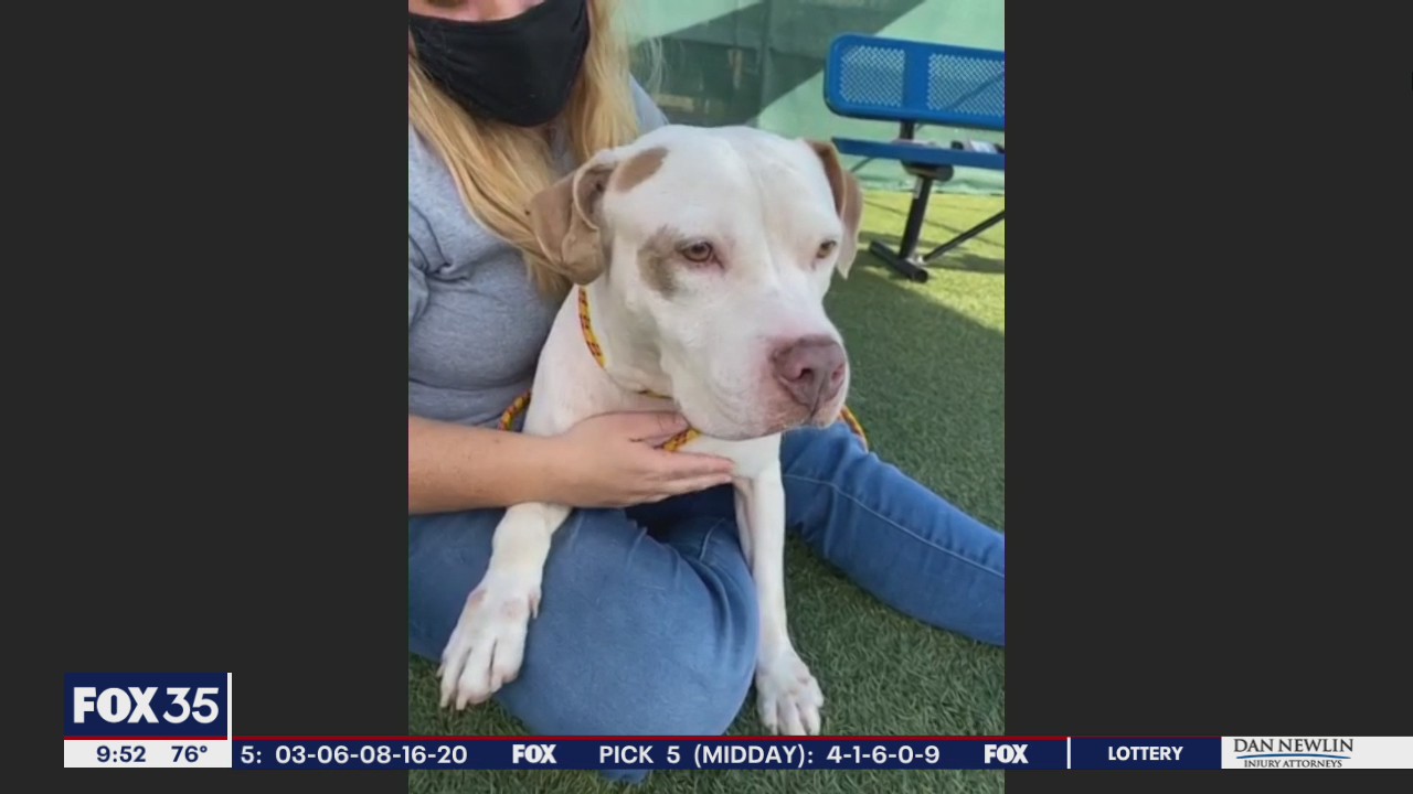 Adopt-a-pet: Meet Tonka