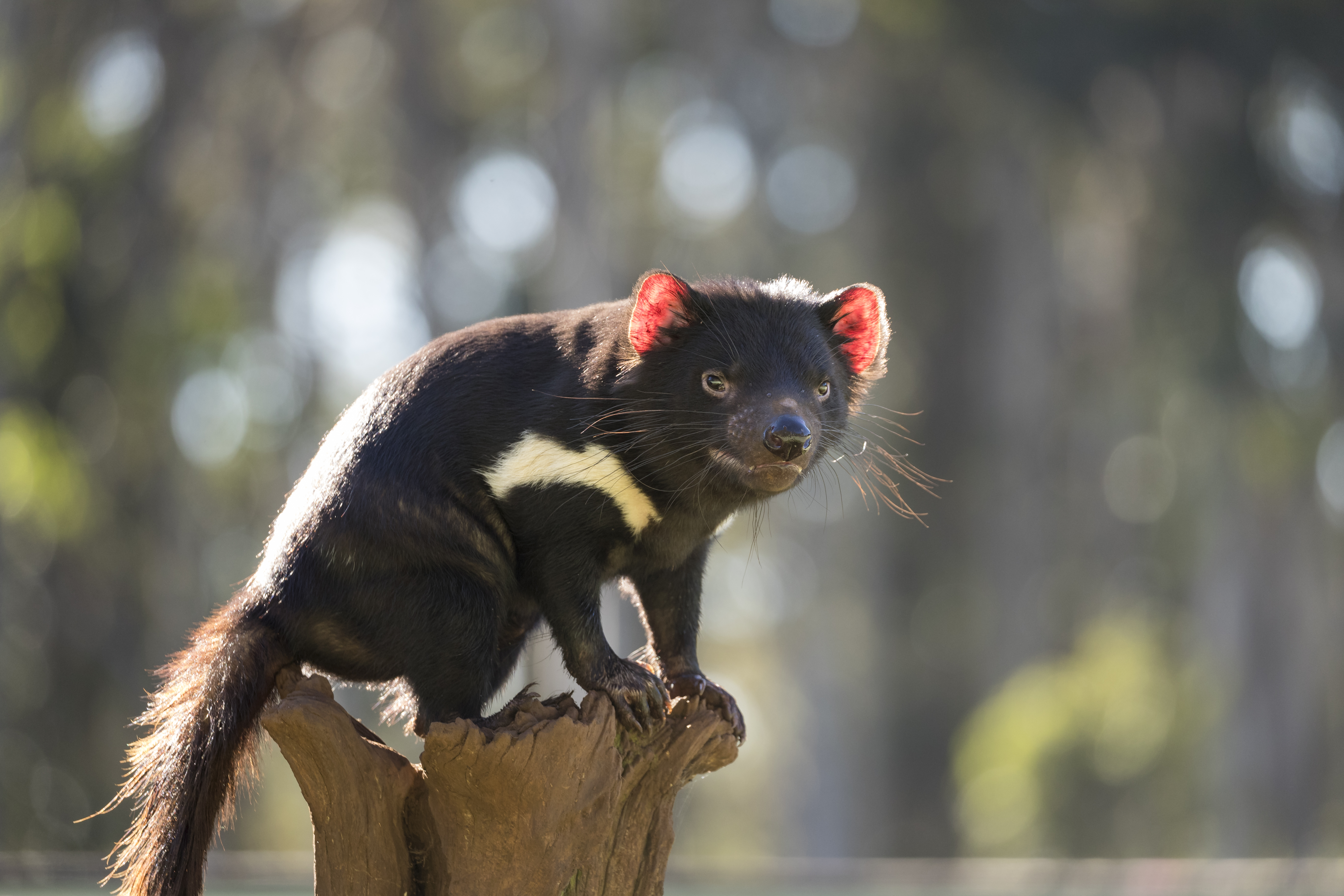 Tasmanian devils return to Australia after 3,000 years