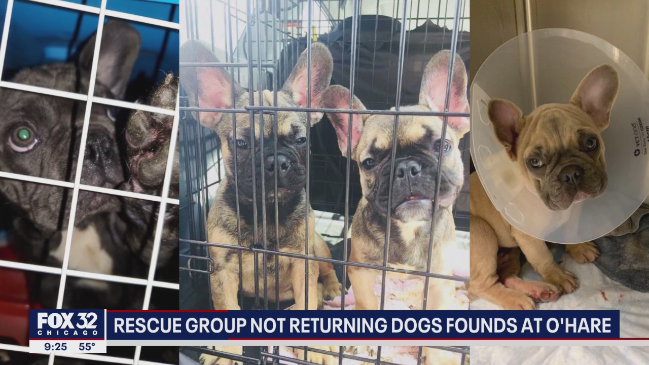 Animal group refuses CDC’s request to return French bulldogs to O’Hare Airport