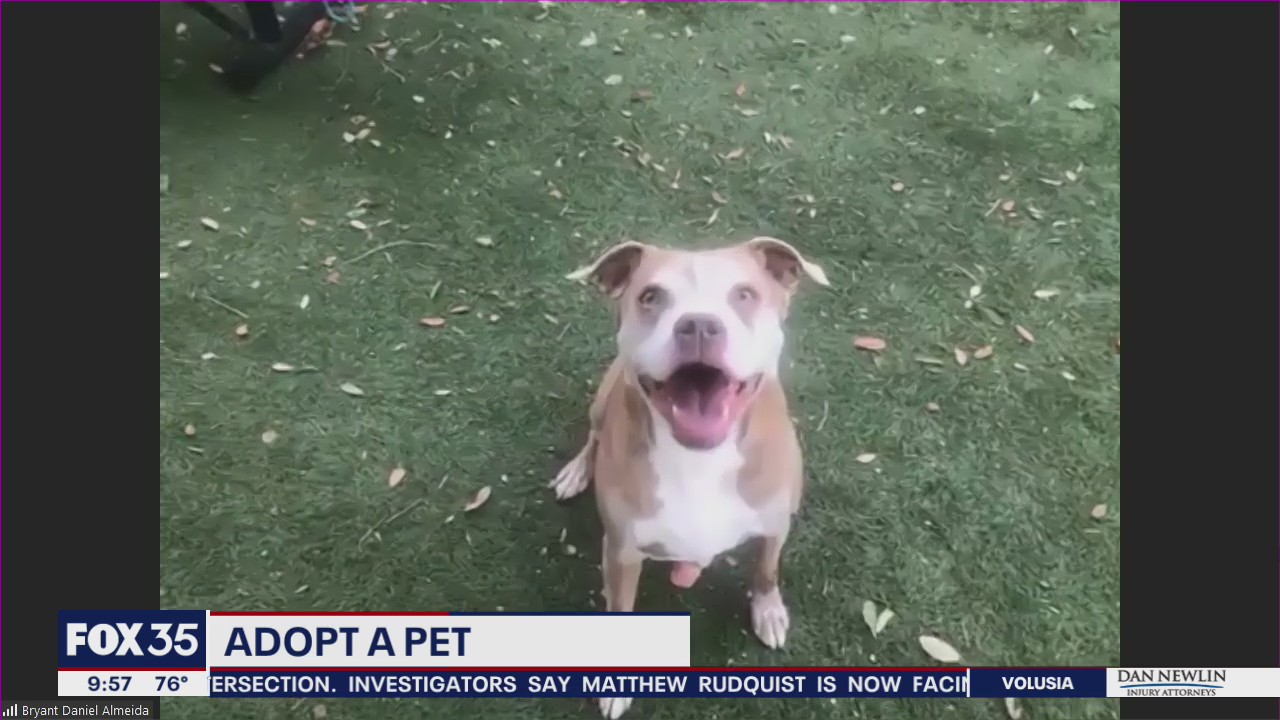 Adopt-a-pet: Meet Darla