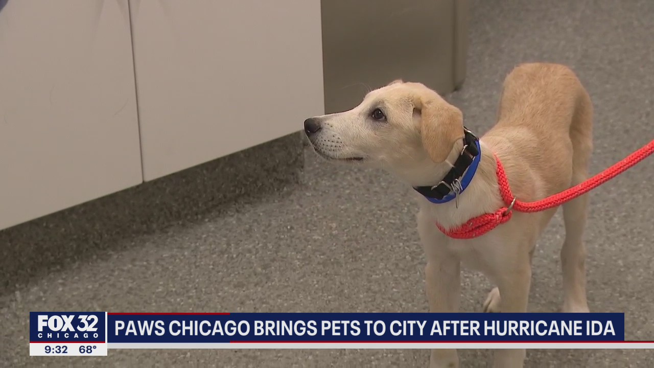 PAWS Chicago brings pets to city after Ida