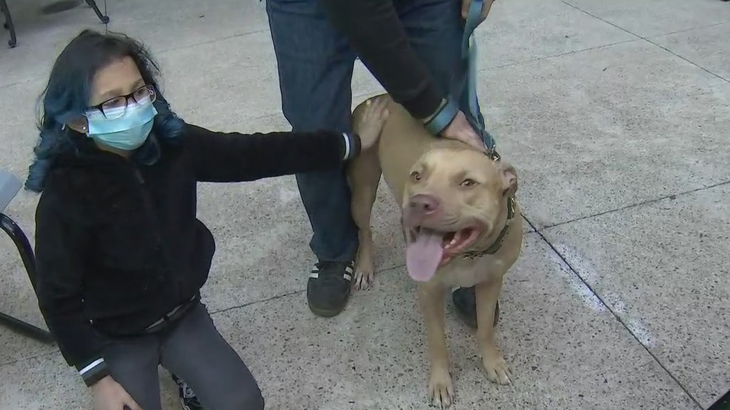 Arizona nonprofit helps pay medical bills of brain injury survivors' pets