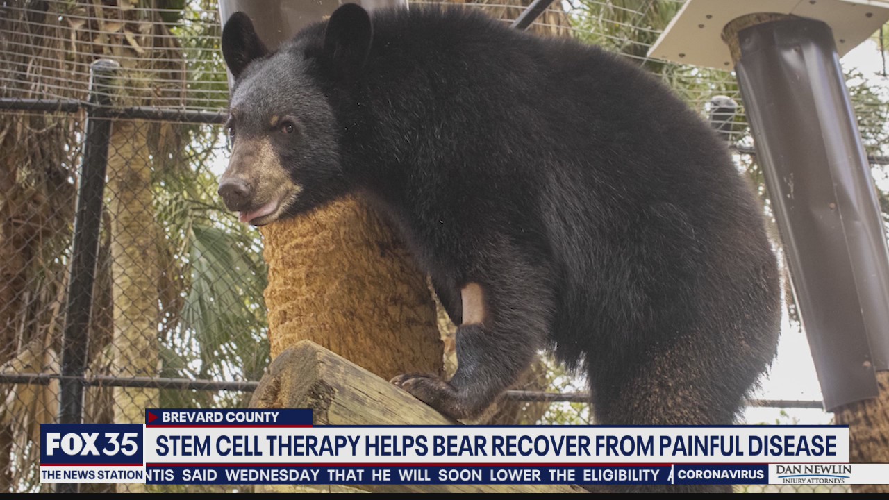 Stem cell therapy could help bear recover from painful disease