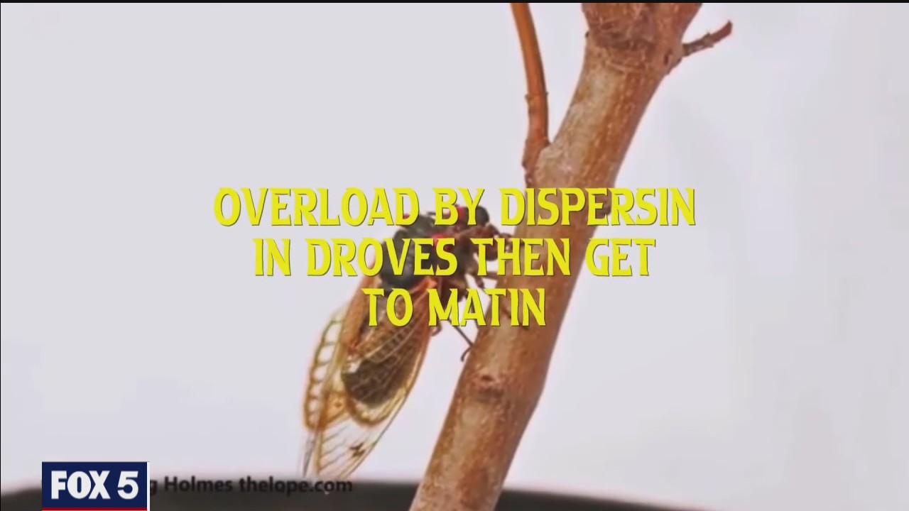 Insect Biologist Has Cicada Rap Song