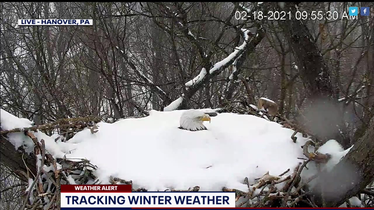 Bald eagle seen in winter weather on Pennsylvania live camera