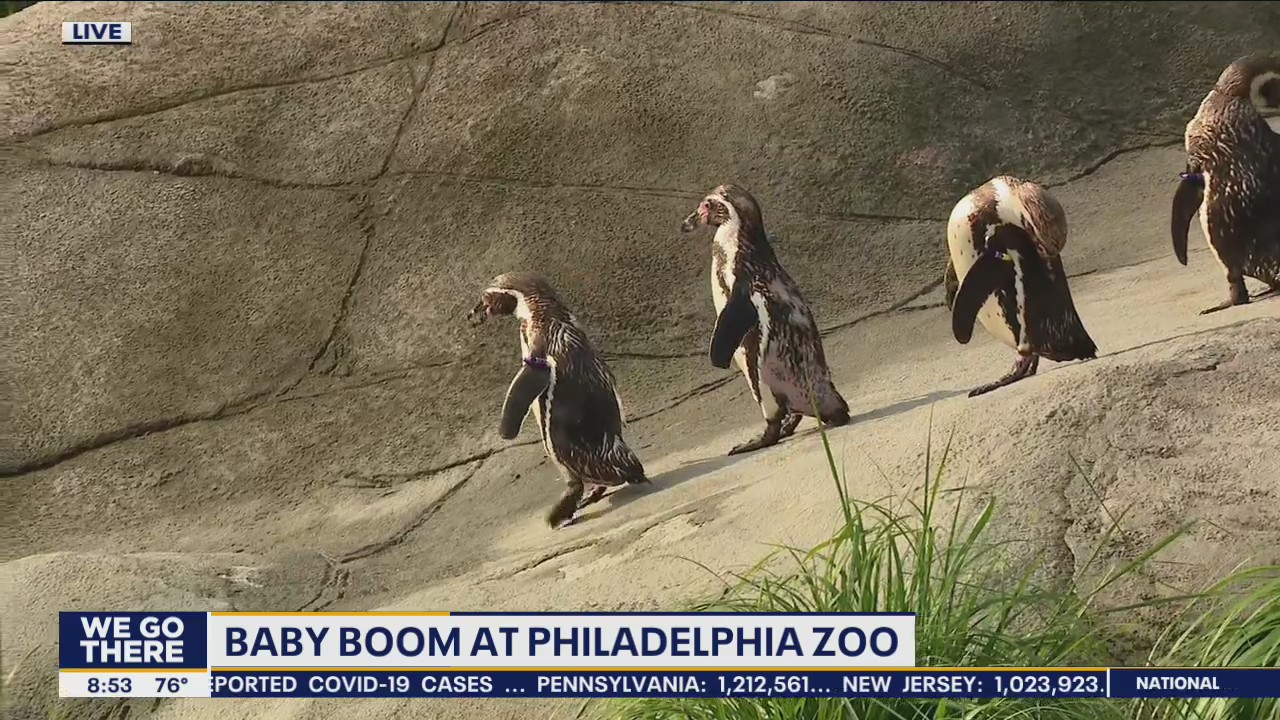 Philadelphia Zoo has a baby boom!