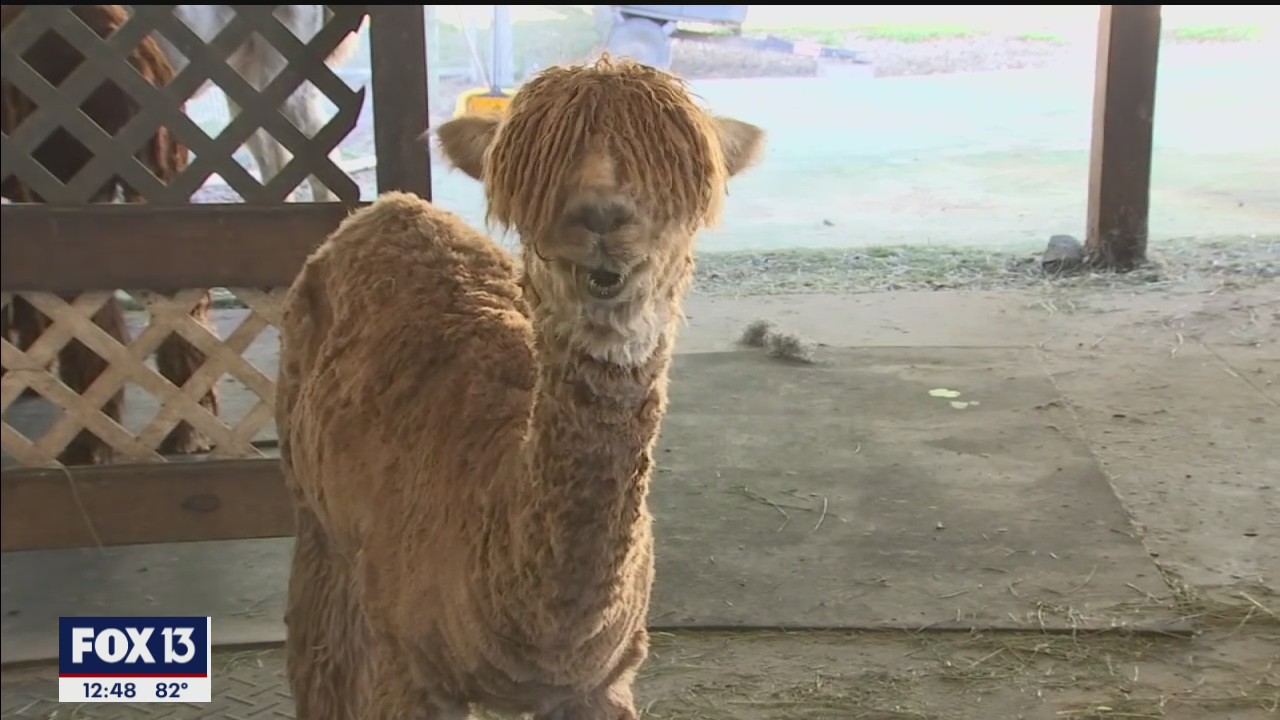Spend time with your Mama and a llama at Sweet Blossom Alpaca Farm on Mother's Day