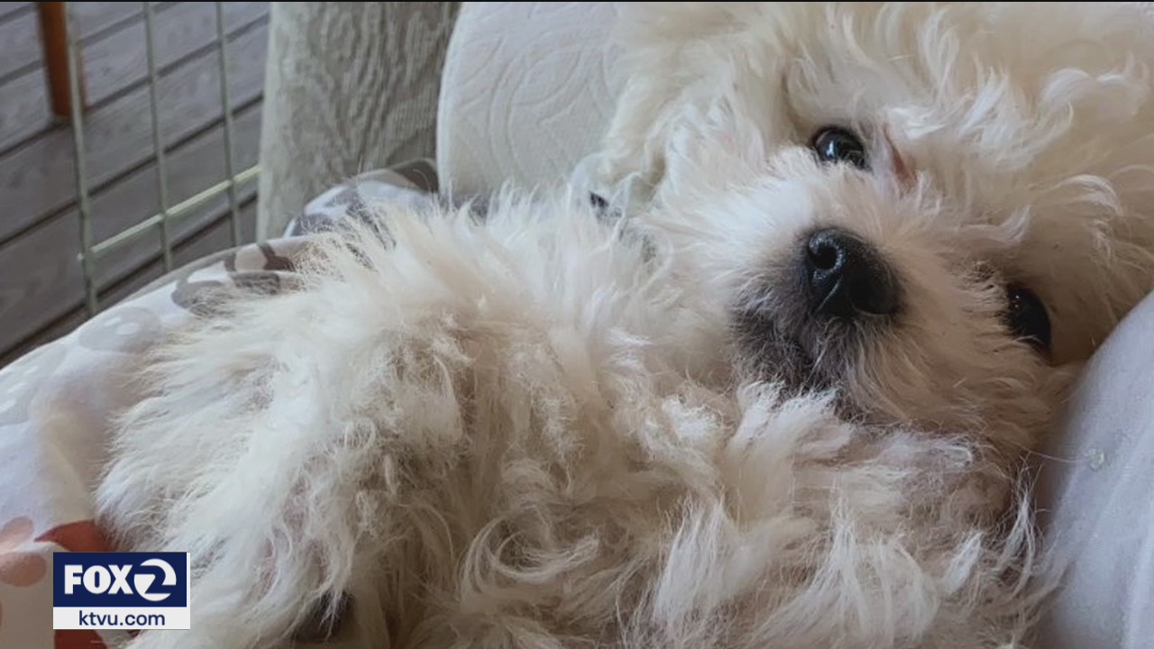 Woman devastated after puppy stolen from car in San Francisco