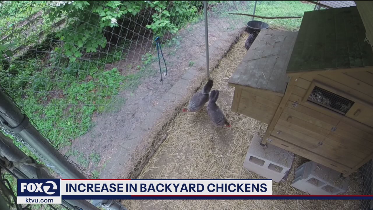 Surge in demand for backyard chickens