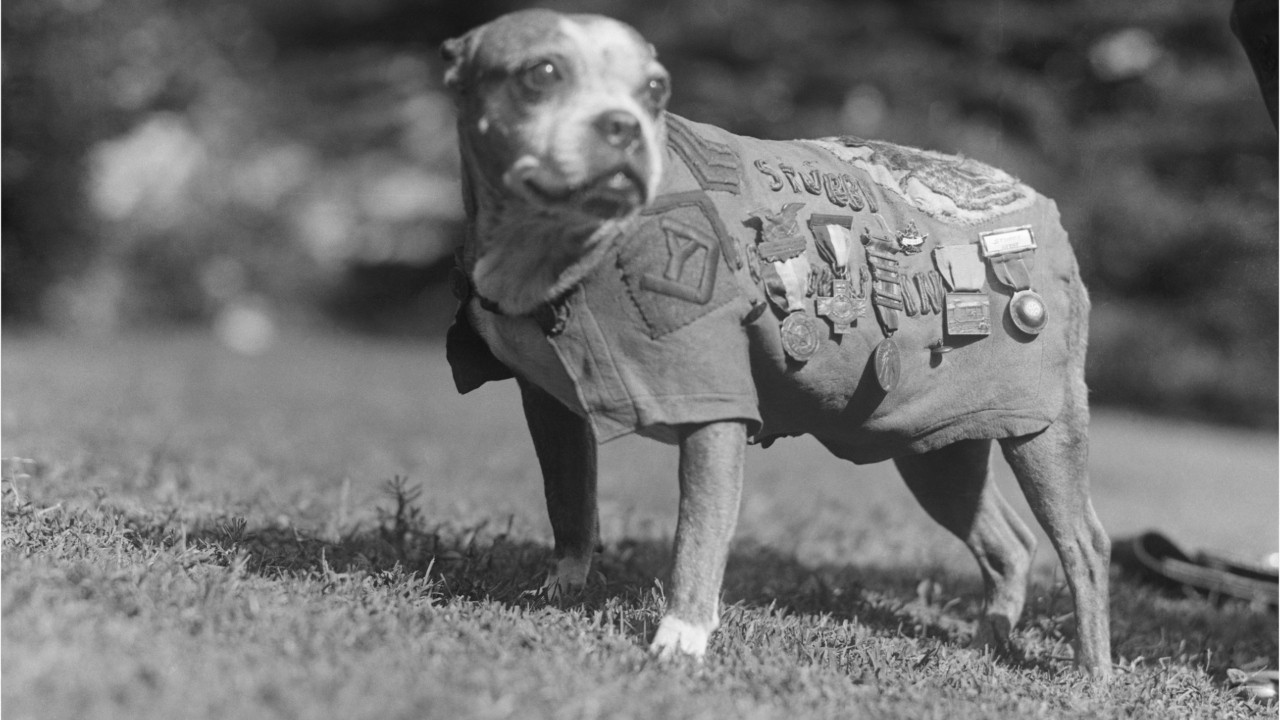 Good boy: Canine heroes earn salute on National K-9 Veterans Day
