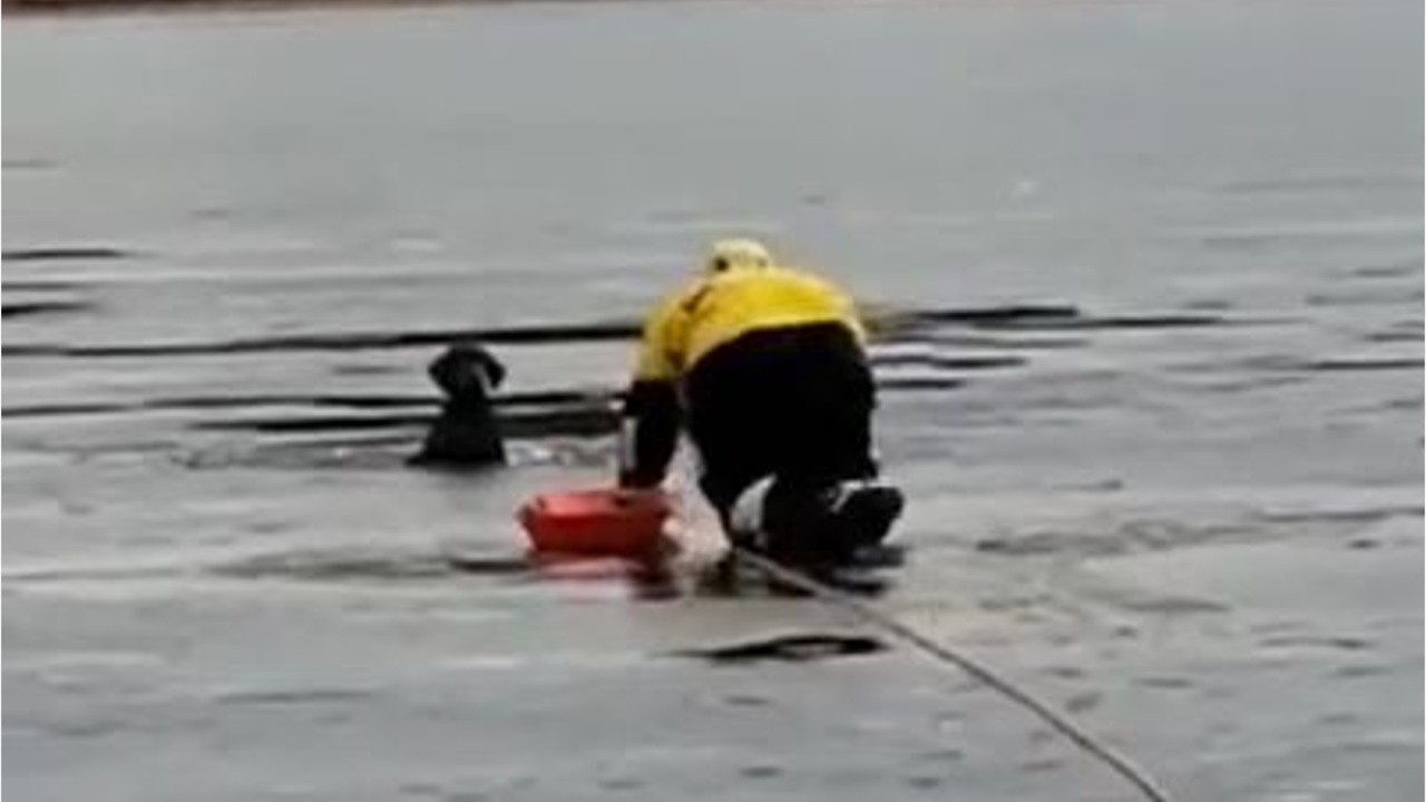 Police rescue dog trapped in icy pond on Christmas Eve