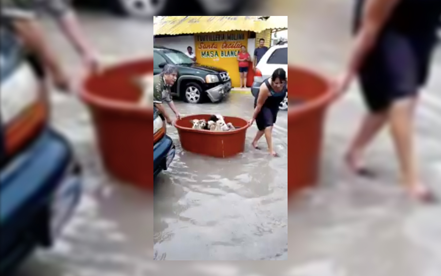 Couple rescues puppies after losing ‘everything’ to Hanna flooding in Mexico