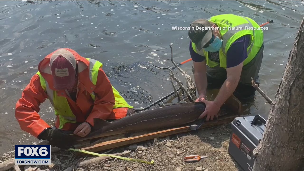 DNR: 'Illegal to target' sturgeon repopulating Milwaukee River