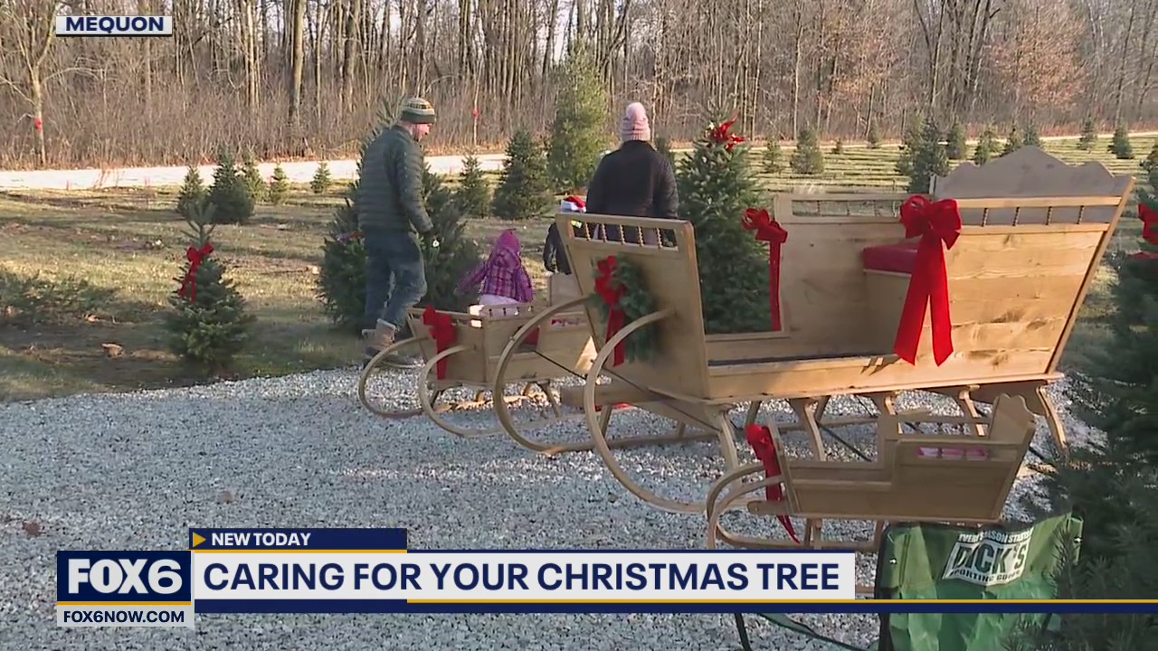 Caring for your Christmas tree