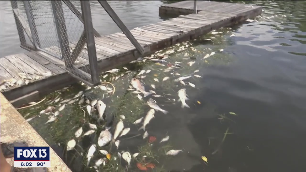 Agencies set up shop in St. Pete to monitor red tide