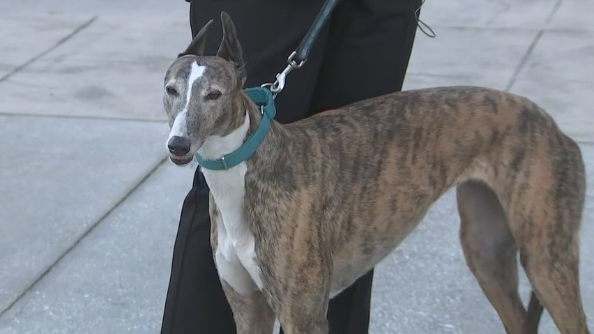 Training pups to be alone before owners go back to work