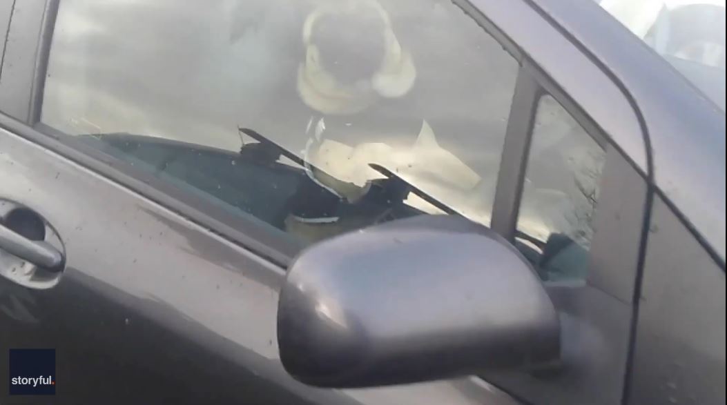 Impatient Pooch Can't Stop Honking Car Horn