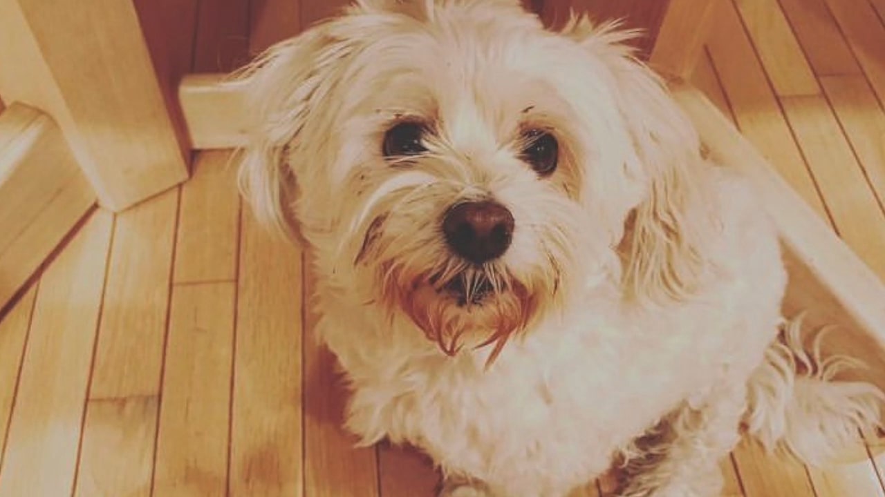 Federal charges against Milwaukee rapper, 2 others in puppy scam