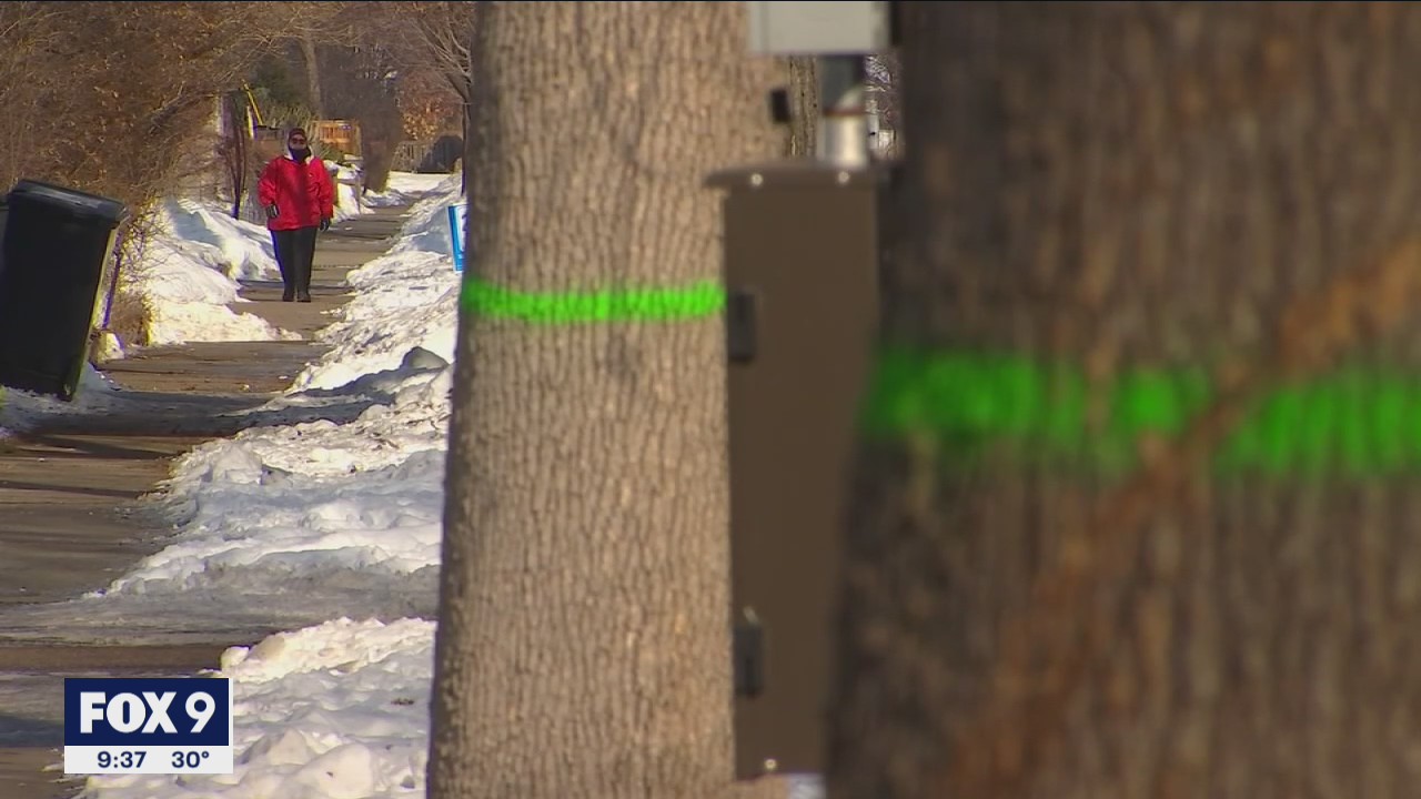 3,000 trees to be removed in St. Paul due to emerald ash borer