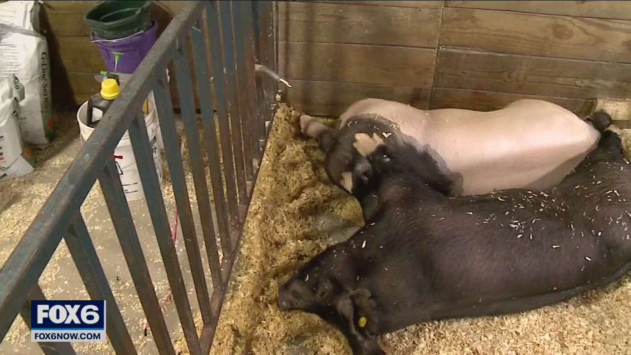 Ozaukee County Fair 4-H members beat the heat